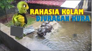 Rahasia Kolam Djuragan Kura Setting Kolam Kura Kura Youtube