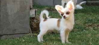 Crianza Del Chihuahueno Chihuahueno Perritos Chihuahuas Perros Bellos