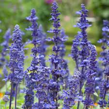 Image result for Salvia farinacea