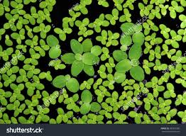 Image result for Lemna