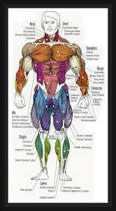 Your Body Your Muscle Muscularity