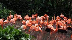 Singapore Vacation Trips Flamingo Bird