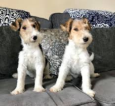 Maybe you would like to learn more about one of these? Wirehaired Fox Terrier For Sale