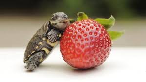 Check spelling or type a new query. Baby Tortoise Strawberry For Scale 9gag