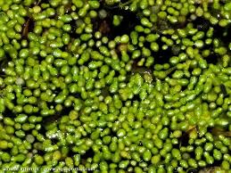 Image result for Wolffiella hyalina