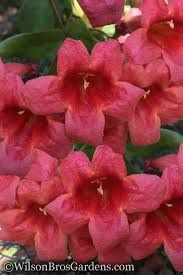 Image result for Lotononis crumanina