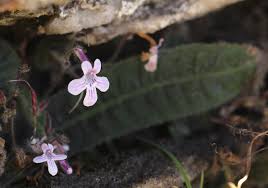 Image result for Streptocarpus hirticapsa