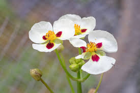 Image result for Limnocharitaceae