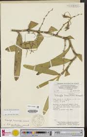 Image result for Tridactyle anthomaniaca