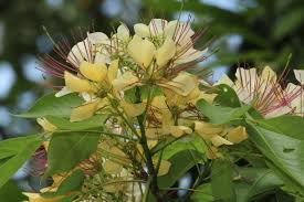 Image result for Crateva