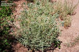 Image result for Chenolea