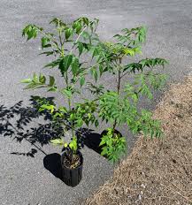 Image result for Melia azedarach