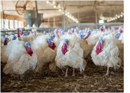 Another example with big 6 turkey hens showed that they laid heavier eggs during peak and late egg production (98.2 and 102.1 g, respectively) compared to the beginning of lay (87.6 g, adamski, 2008). Learn More About Our Resources Hybrid