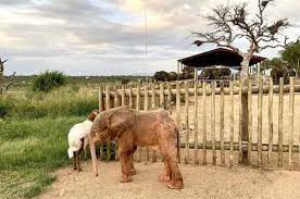 Innocent baby elephant caught in a snare suffers four unbearable days trapped there