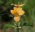 Image result for Barleria grandipetala