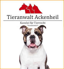 The abkc is known for representing the american bullies, however head: Old English Bulldog Old English Bulldog Kein Listenhund Kreuzung Hunderecht Anwalt Anwalt Fur Hunde Bundesweit