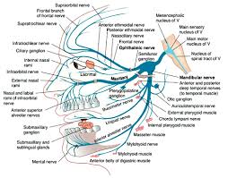 Trigeminal Nerve Branches Nerve Anatomy Facial Nerve