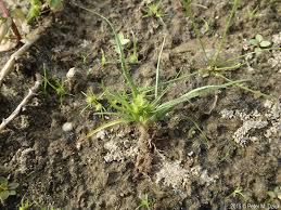 Image result for Cyperus squarrosus