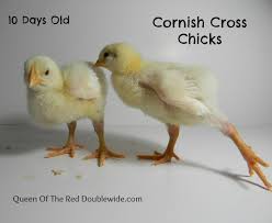 Raising Cornish Cross Chickens Week 2 Queen Of The Red
