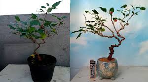 Bonsai Murbei Pot Keramik Import Youtube