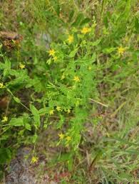 Image result for Hypericum lalandii