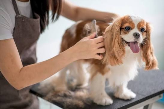 Dog groomer at work