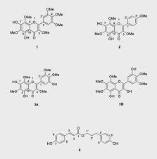 Image result for Athrixia phylicoides