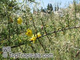 Image result for Rhigozum brevispinosum