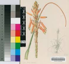 Image result for Aloe nuttii