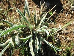 Image result for Geigeria