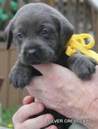 English labrador puppies for sale we are raising english style labrador retrievers with excellent attitudes, that have the natural talent to become master hunters, show champions, personal hunting dogs. Terrific Pics Labrador Retriever Gris Strategies Labrador Retriever Labrador Puppy Silver Labrador Puppies