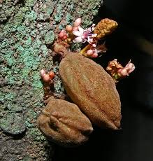 Nam nam or buah katak puru (cynometra cauliflora) is an edible fruit tree native to malaysia. Pokok Katak Puru Wikiwand