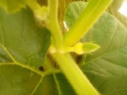 Inspect the plant for female flowers in the early morning as flowers are only open for a few hours. Need Help Identifying This Flower Male Female On A Big Max Pumpkin Also Why Is It Growing Flowers Already Gardening Landscaping Stack Exchange