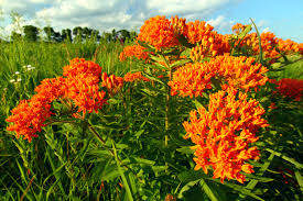 What flowers are native to michigan. Why Should I Use Native Plants In My Landscape R A Landscaping