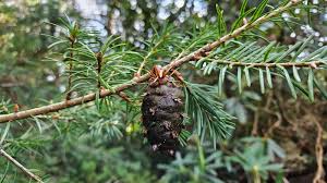 Image result for Pseudovigna