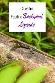 What Do Garden Lizards Eat A Guide To Reptilian Yard Visitors 2021 Lizard Food Lizard Backyard