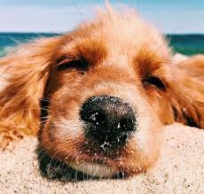 Vsco Vscopuppers Cute Animals Animals Funny Animals