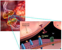 Image result for Serotonin