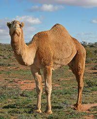 How is ldinka the camel like the. How The Camel Got His Hump English Quiz Quizizz