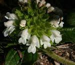 Image result for Leucas sexdentata