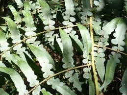 Image result for Blotiella