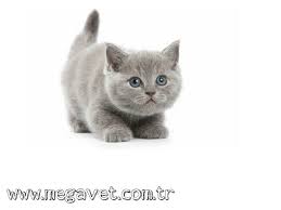 Maltepe Veteriner Acil 7 24 Acik 0216 305 3508