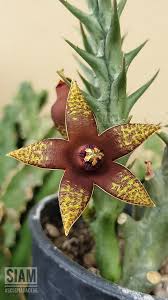 Image result for Orbea umbracula