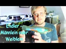 Tnhieutruc has uploaded 1331 photos to flickr. Endler Guppy Kardinal Fruhzeitige Geschlechtertrennung Von Jungtieren Youtube