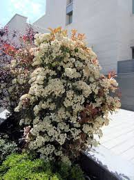 Photinia Fleurs
