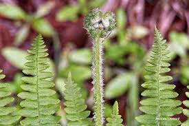 Image result for Pteridium aquilinum