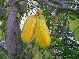 Carambola prefers rich loam, but also grows well on sand, heavy clay or limestone. Mphmi Care Live Carambola Star Fruit Tree Indonesia Variety 1 5 2 Feet Height Amazon In Garden Outdoors