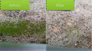 Green spot algae﻿ (coleochaeteorbicularisgsa)﻿﻿ this strain of algae is exactly what it sounds like: How To Diy Remove Green Spot Algae From Aquarium Glass Youtube