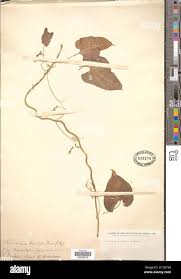 Image result for Riocreuxia torulosa