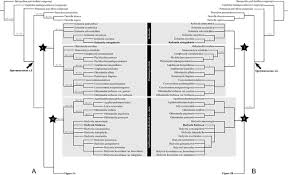 Image result for Agathisanthemum globosum